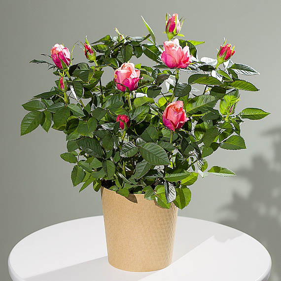 Funko Pop Protector - Autumn Rose Plant
