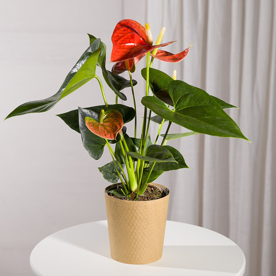Funko Pop Protector - Coral Anthurium Plant