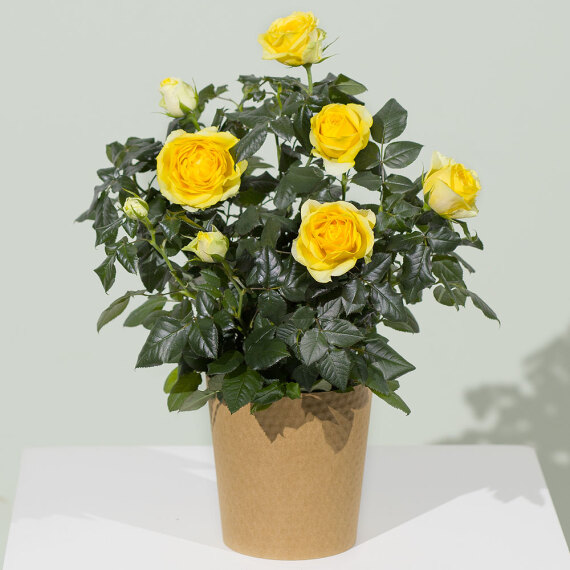 Funko Pop Protector - Yellow Rose Plant