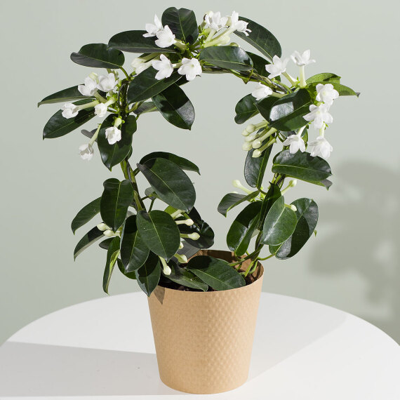 Funko Pop Protector - Stephanotis Plant