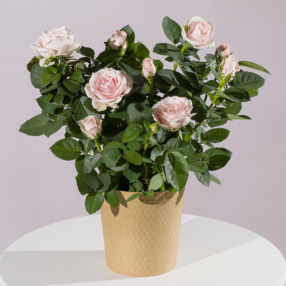 Funko Pop Protector - Pink Rose Plant