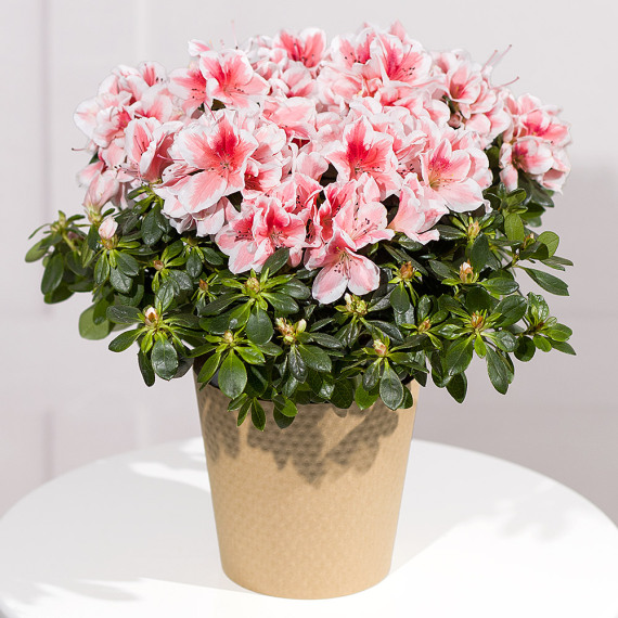 Funko Pop Protector - Pink Azalea Plant