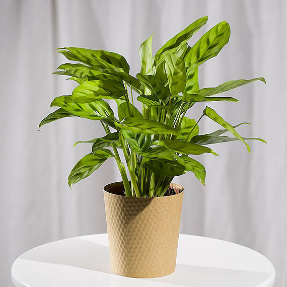 Funko Pop Protector - Calathea Plant