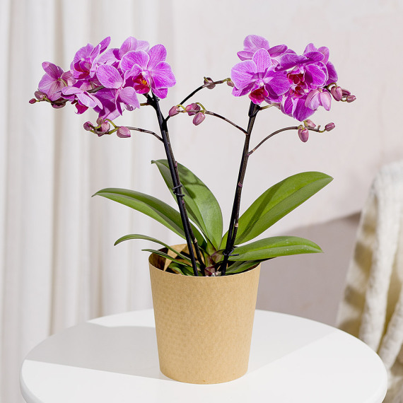 Funko Pop Protector - Phalaenopsis Orchid