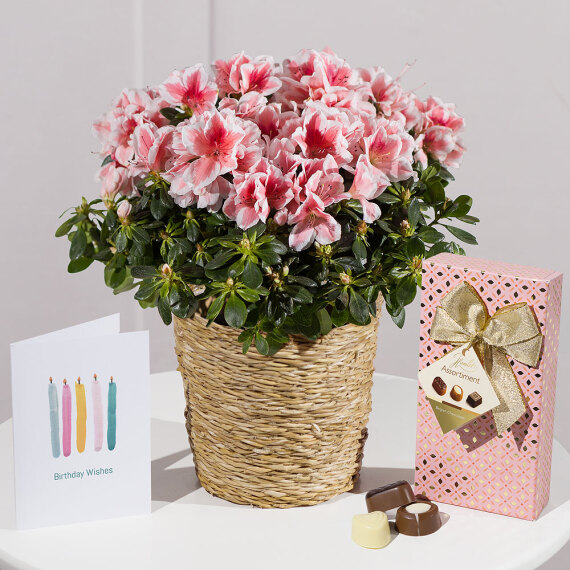 Funko Pop Protector - Happy Birthday Azalea Gift