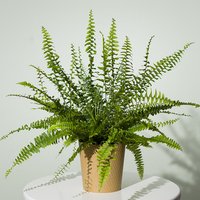 Boston Fern Plant - Funko Pop Protector review and price