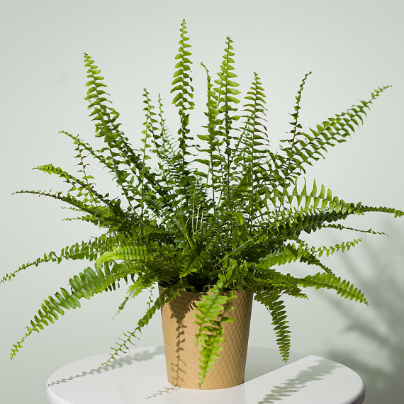 Boston Fern Plant - Funko Pop Protector review and price