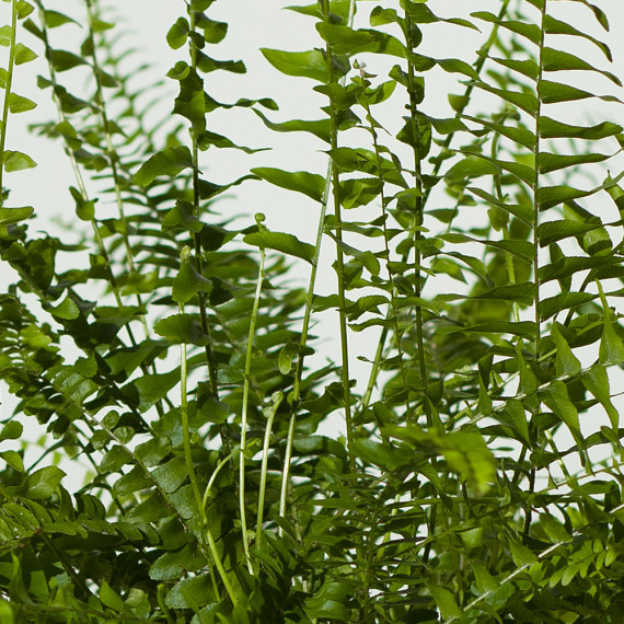 Boston Fern Plant - Funko Pop Protector review and price