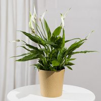 Peace Lily Plant - Funko Pop Protector review and price