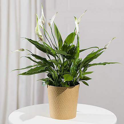 Peace Lily Plant - Funko Pop Protector review and price