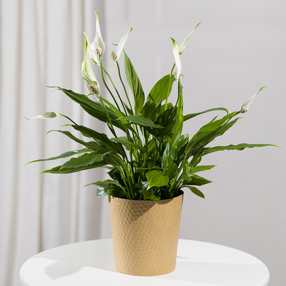 Peace Lily Plant - Funko Pop Protector review and price