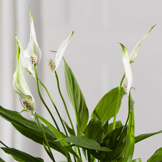 Peace Lily Plant - Funko Pop Protector review and price