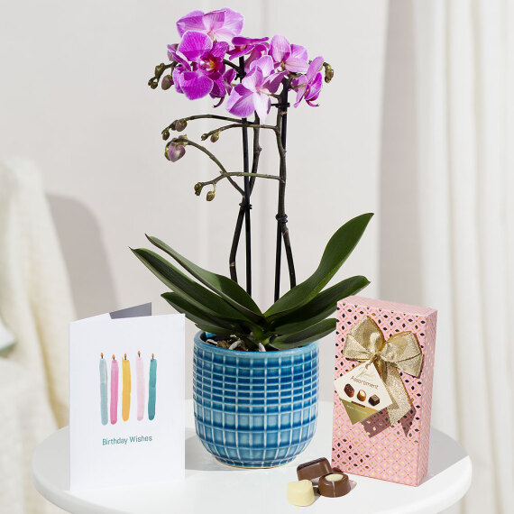 Phalaenopsis Birthday Gift - Funko Pop Protector review and price