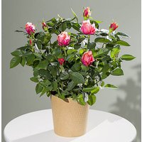 Autumn Rose Plant - Funko Pop Protector review and price