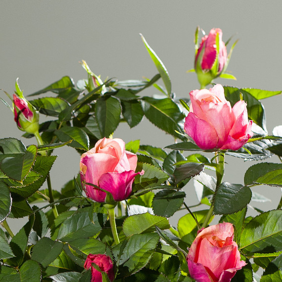Autumn Rose Plant - Funko Pop Protector review and price