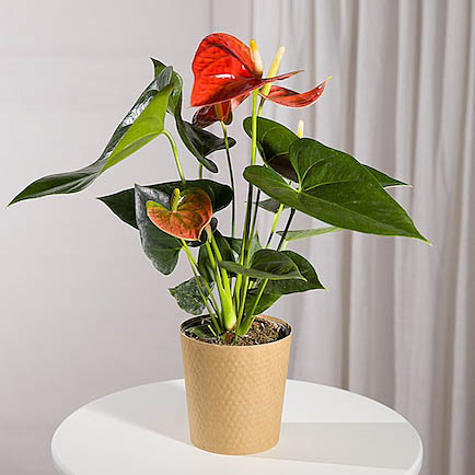 Coral Anthurium Plant - Funko Pop Protector review and price