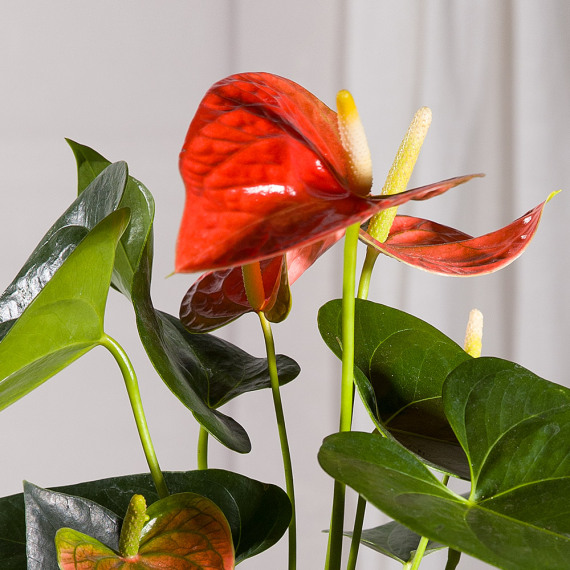 Coral Anthurium Plant - Funko Pop Protector review and price