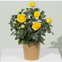 Yellow Rose Plant - Funko Pop Protector review and price