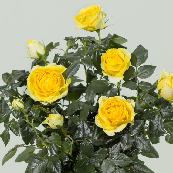 Yellow Rose Plant - Funko Pop Protector review and price