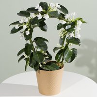 Stephanotis Plant - Funko Pop Protector review and price