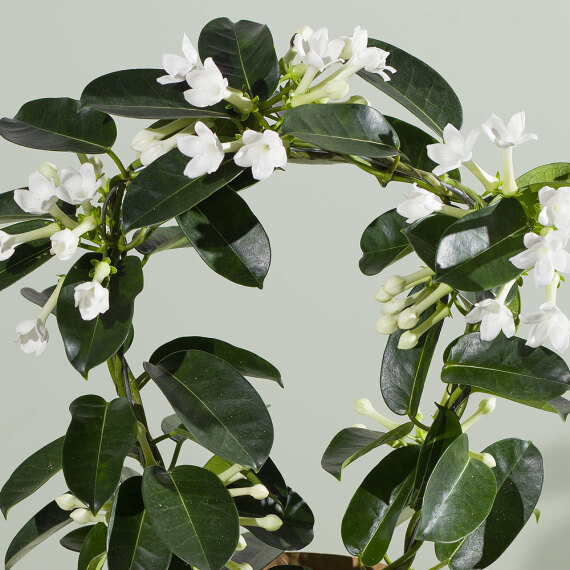 Stephanotis Plant - Funko Pop Protector review and price