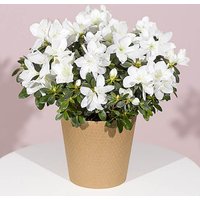 White Azalea Plant - Funko Pop Protector review and price