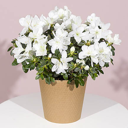 White Azalea Plant - Funko Pop Protector review and price