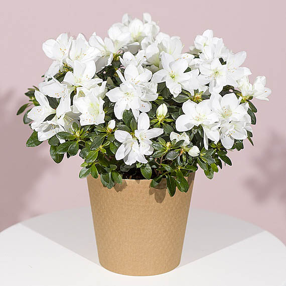 White Azalea Plant - Funko Pop Protector review and price