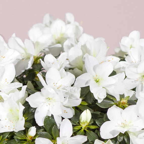 White Azalea Plant - Funko Pop Protector review and price