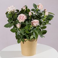 Pink Rose Plant - Funko Pop Protector review and price