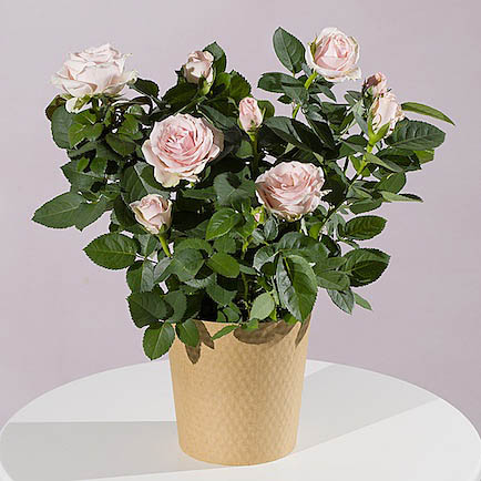 Pink Rose Plant - Funko Pop Protector review and price