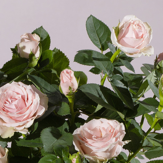 Pink Rose Plant - Funko Pop Protector review and price