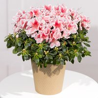 Pink Azalea Plant - Funko Pop Protector review and price