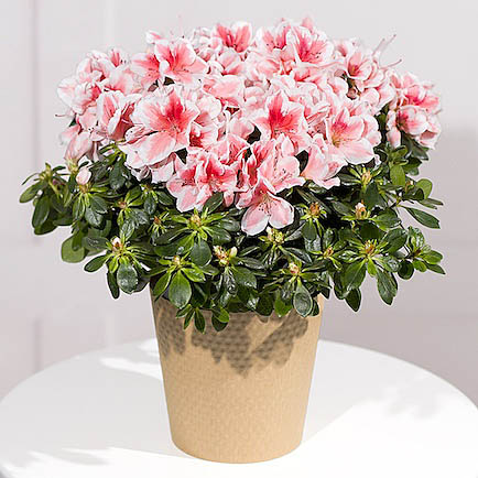 Pink Azalea Plant - Funko Pop Protector review and price