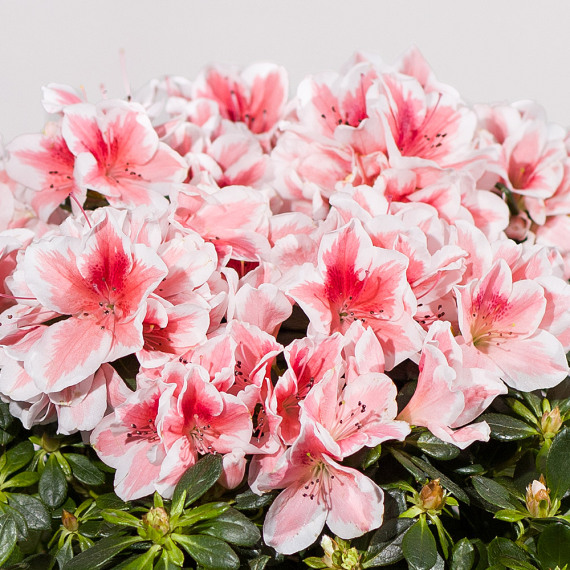Pink Azalea Plant - Funko Pop Protector review and price
