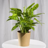 Calathea Plant - Funko Pop Protector review and price
