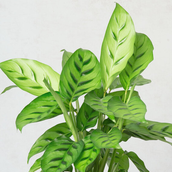 Calathea Plant - Funko Pop Protector review and price