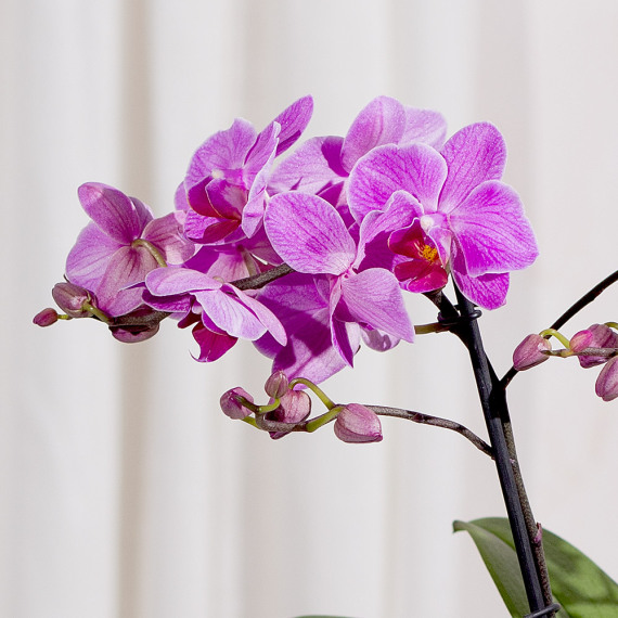 Phalaenopsis Orchid - Funko Pop Protector review and price